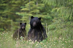 Schwarzbären / Black Bears