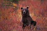 Grizzlybären / Grizzly Bears