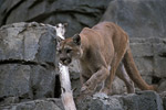 Puma, Luchs u. a. / Cougar, Lynx and other Carnivores