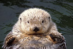 Robben, Otter und Biber / Seals, Otters and Beavers