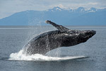 Buckelwale Spezial / Humpback Whale Specials
