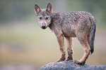 Wolfsrudel mit Welpen / Wolf Pack with Pups