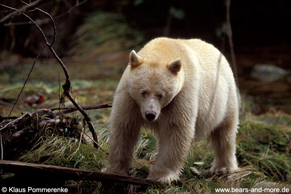 Spirit-Bär / Spirit Bear (Ursus americanus kermodei)