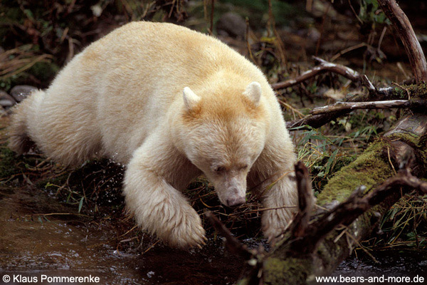 Spirit-Bär / Spirit Bear (Ursus americanus kermodei)