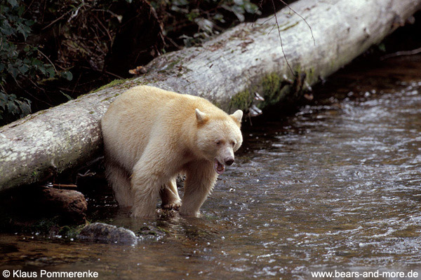 Spirit-Bär / Spirit Bear (Ursus americanus kermodei)