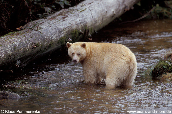 Spirit-Bär / Spirit Bear (Ursus americanus kermodei)