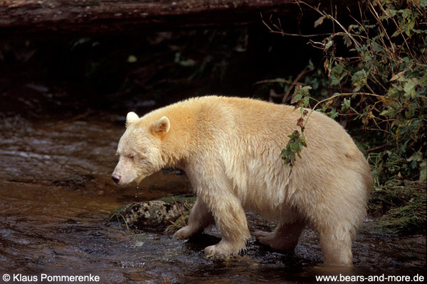 Spirit-Bär / Spirit Bear (Ursus americanus kermodei)