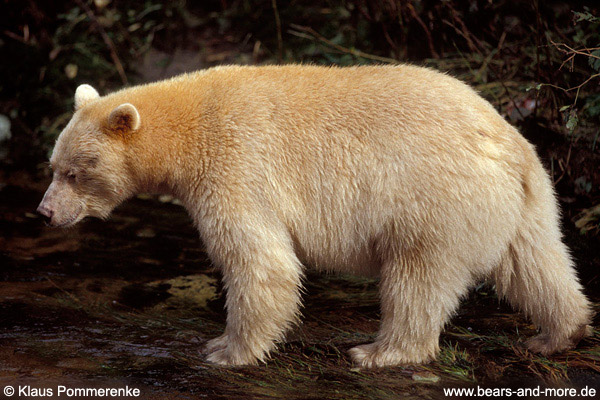 Spirit-Bär / Spirit Bear (Ursus americanus kermodei)