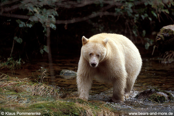 Spirit-Bär / Spirit Bear (Ursus americanus kermodei)