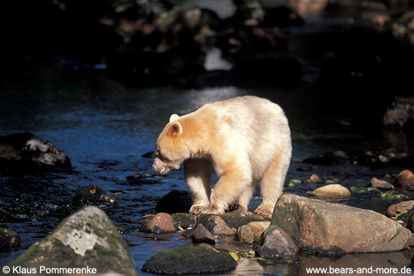 Spirit-Bär / Spirit Bear (Ursus americanus kermodei)