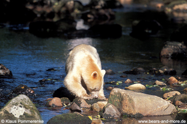 Spirit-Bär / Spirit Bear (Ursus americanus kermodei)