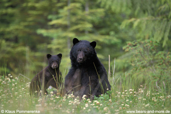 Schwarzbär / Black Bear (Ursus americanus)