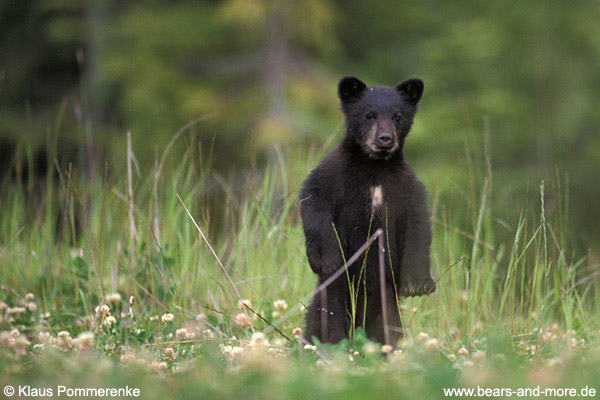 Schwarzbär / Black Bear (Ursus americanus)