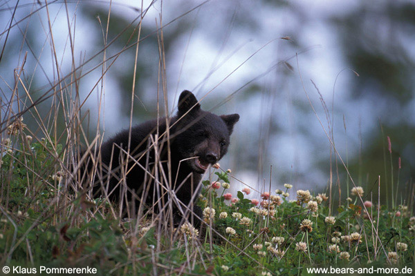 Schwarzbär / Black Bear (Ursus americanus)