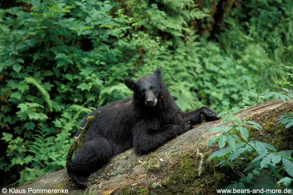 Schwarzbär / Black Bear (Ursus americanus)