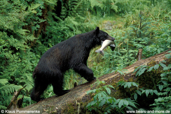 Schwarzbär / Black Bear (Ursus americanus)