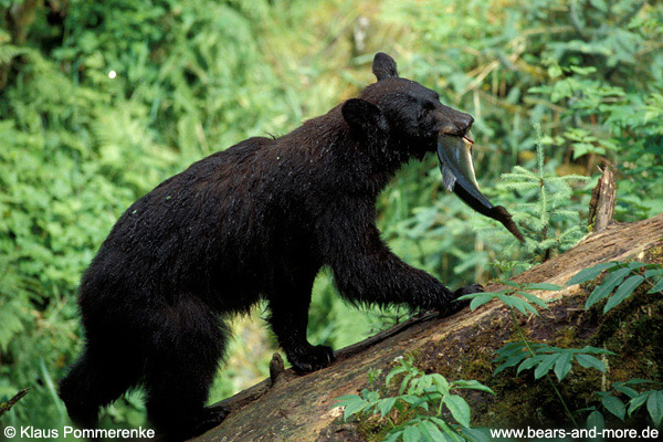 Schwarzbär / Black Bear (Ursus americanus)