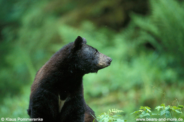 Schwarzbär / Black Bear (Ursus americanus)