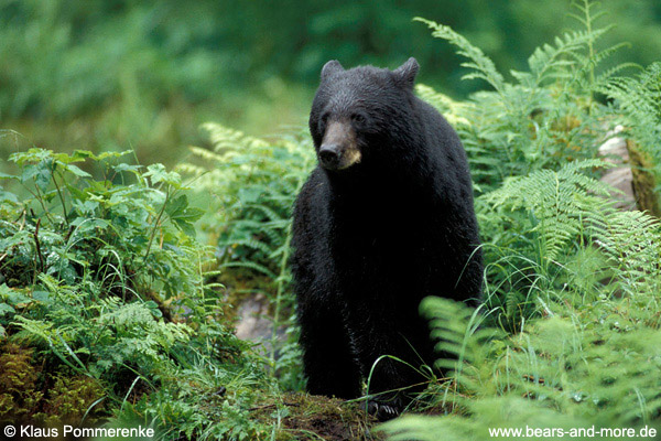 Schwarzbär / Black Bear (Ursus americanus)