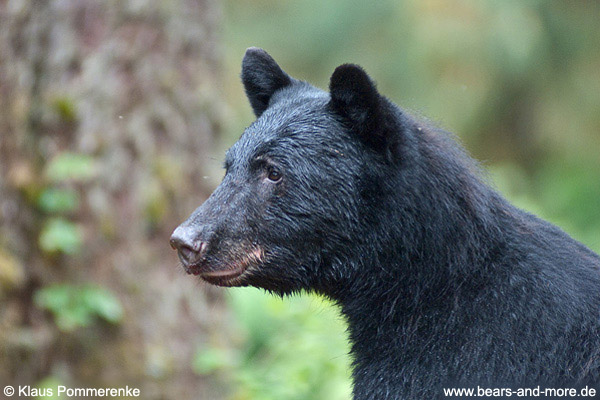 Schwarzbär / Black Bear (Ursus americanus)