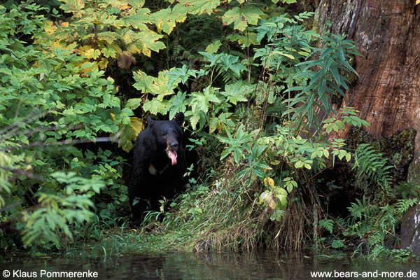 Schwarzbär / Black Bear (Ursus americanus)