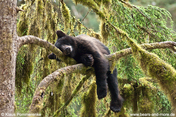 Schwarzbär / Black Bear (Ursus americanus)