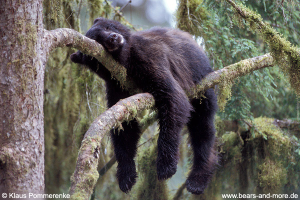 Schwarzbär / Black Bear (Ursus americanus)