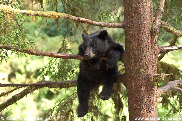 Schwarzbär / Black Bear (Ursus americanus)