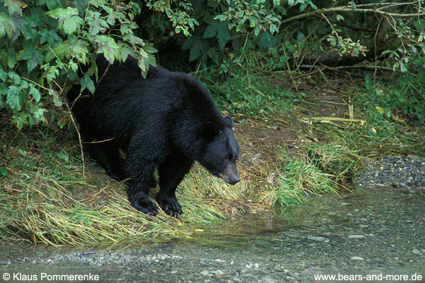 Schwarzbär / Black Bear (Ursus americanus)