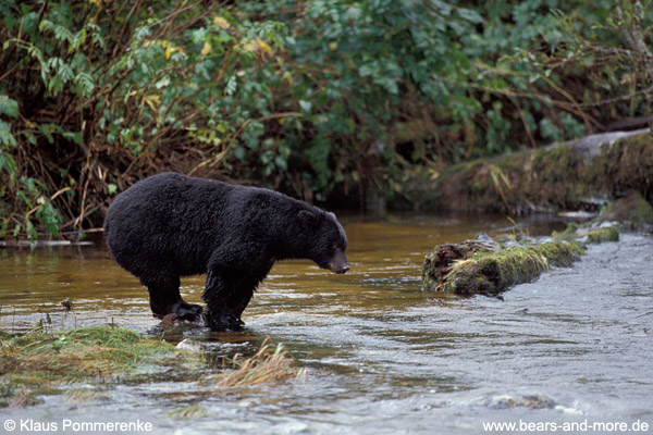 Schwarzbär / Black Bear (Ursus americanus)