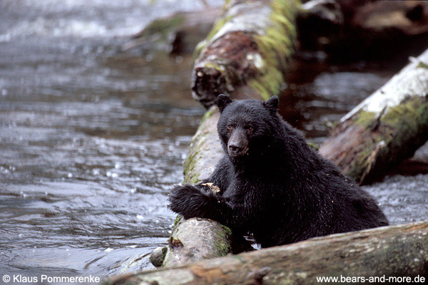 Schwarzbär / Black Bear (Ursus americanus)