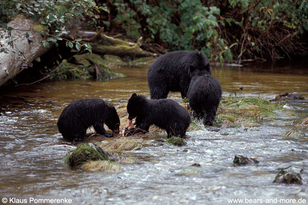 Schwarzbär / Black Bear (Ursus americanus)