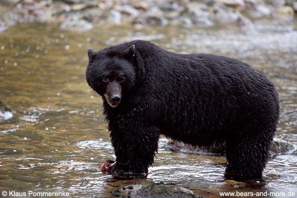 Schwarzbär / Black Bear (Ursus americanus)