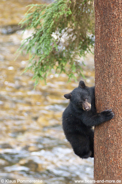 Schwarzbär / Black Bear (Ursus americanus)