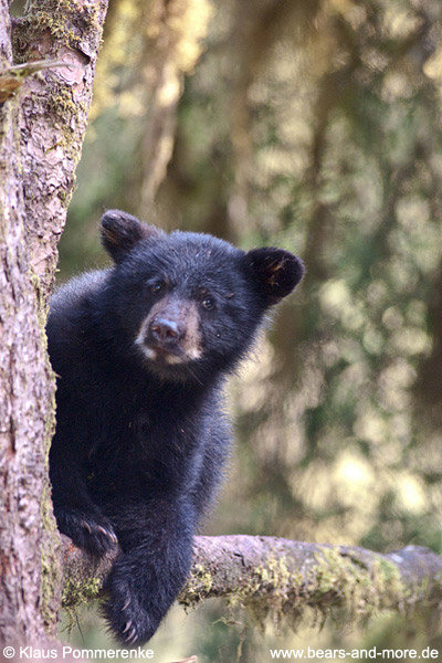 Schwarzbär / Black Bear (Ursus americanus)