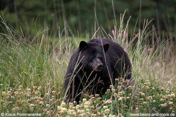 Schwarzbär / Black Bear (Ursus americanus)