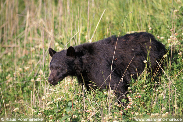 Schwarzbär / Black Bear (Ursus americanus)