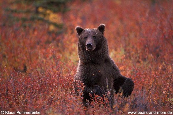 Grizzlybär / Grizzly Bear (Ursus arctos)