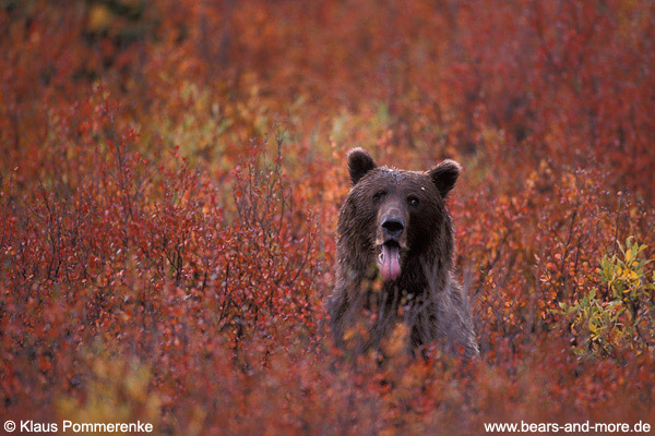 Grizzlybär / Grizzly Bear (Ursus arctos)