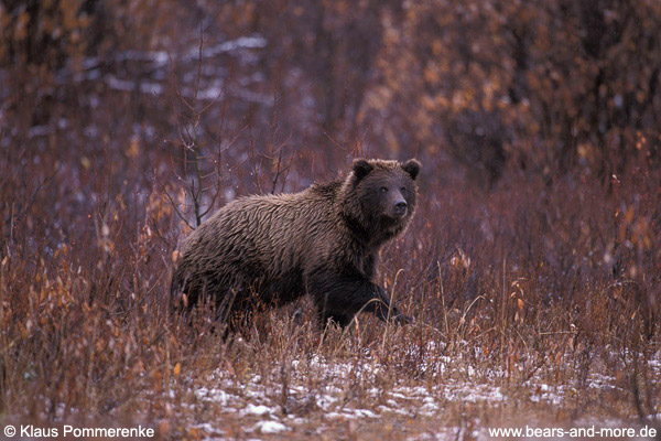 Grizzlybär / Grizzly Bear (Ursus arctos)