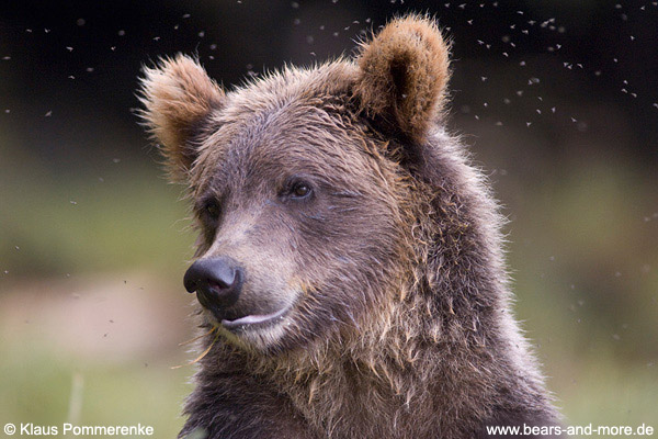 Grizzlybär / Grizzly Bear (Ursus arctos)