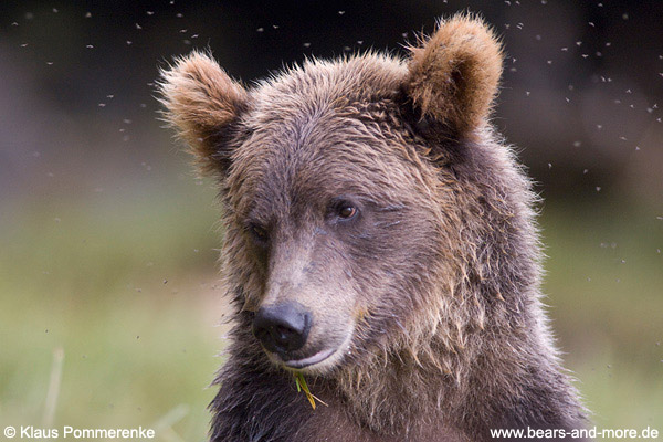 Grizzlybär / Grizzly Bear (Ursus arctos)