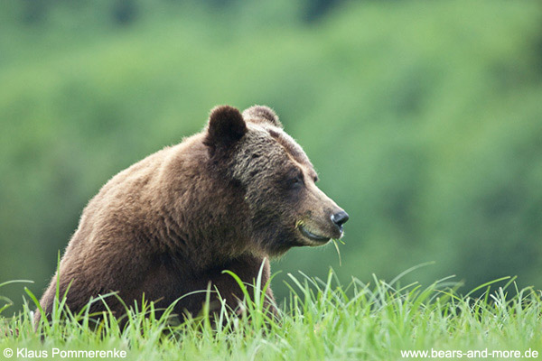 Grizzlybär / Grizzly Bear (Ursus arctos)