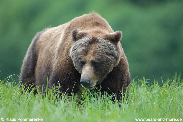 Grizzlybär / Grizzly Bear (Ursus arctos)