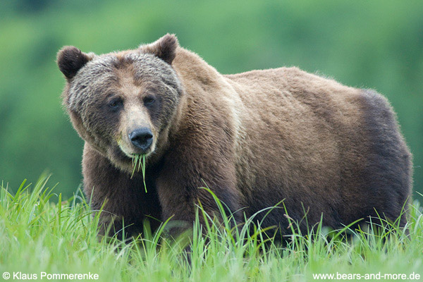 Grizzlybär / Grizzly Bear (Ursus arctos)