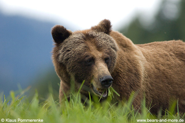 Grizzlybär / Grizzly Bear (Ursus arctos)