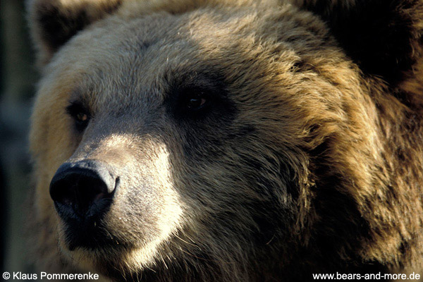 Grizzlybär / Grizzly Bear (Ursus arctos)