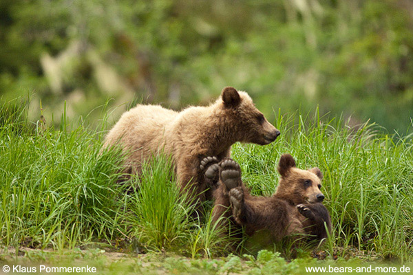 Grizzlybär / Grizzly Bear (Ursus arctos)