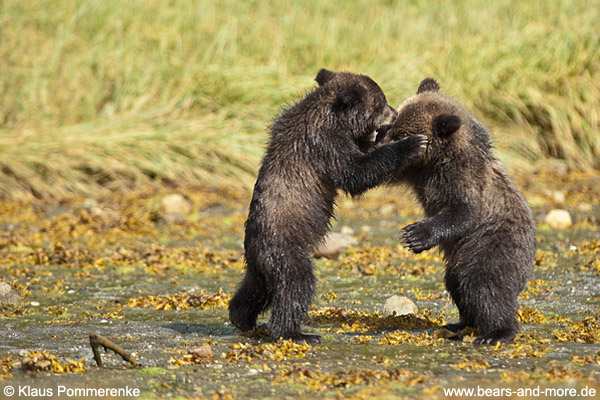 Grizzlybär / Grizzly Bear (Ursus arctos)