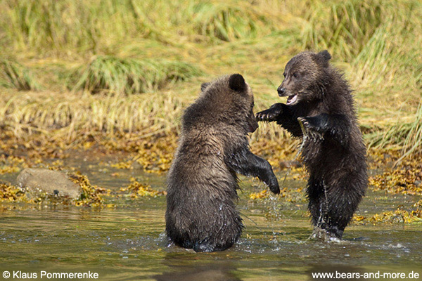 Grizzlybär / Grizzly Bear (Ursus arctos)